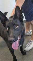 Shelter Stray Male Dog last seen , West Valley Animal Shelter, 20655 Plummer St, Chatsworth, CA 91311, USA