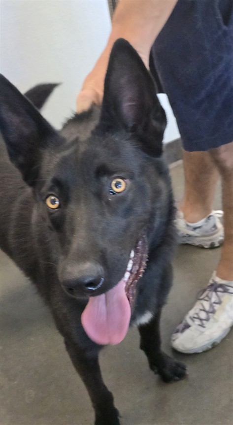 Shelter Stray Male Dog last seen , West Valley Animal Shelter, 20655 Plummer St, Chatsworth, CA 91311, USA