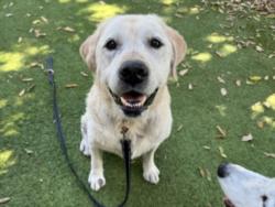 Shelter Stray Male Dog last seen , 14409 Vanowen St, Van Nuys, CA 91405, USA