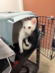 Shelter Stray Female Cat last seen , West Valley Animal Shelter, 20655 Plummer St, Chatsworth, CA 91311, USA