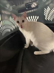 Shelter Stray Male Cat last seen , West Valley Animal Shelter, 20655 Plummer St, Chatsworth, CA 91311, USA