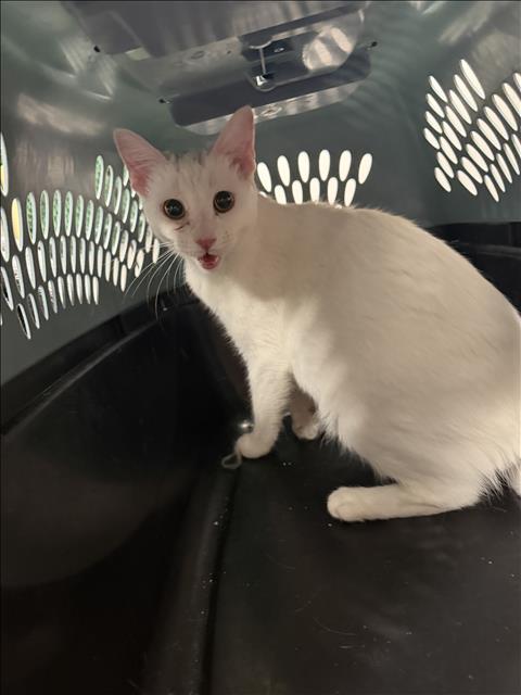 Shelter Stray Male Cat last seen , West Valley Animal Shelter, 20655 Plummer St, Chatsworth, CA 91311, USA