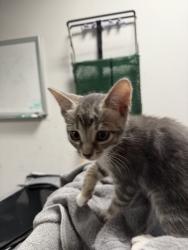 Shelter Stray Female Cat last seen , West Valley Animal Shelter, 20655 Plummer St, Chatsworth, CA 91311, USA