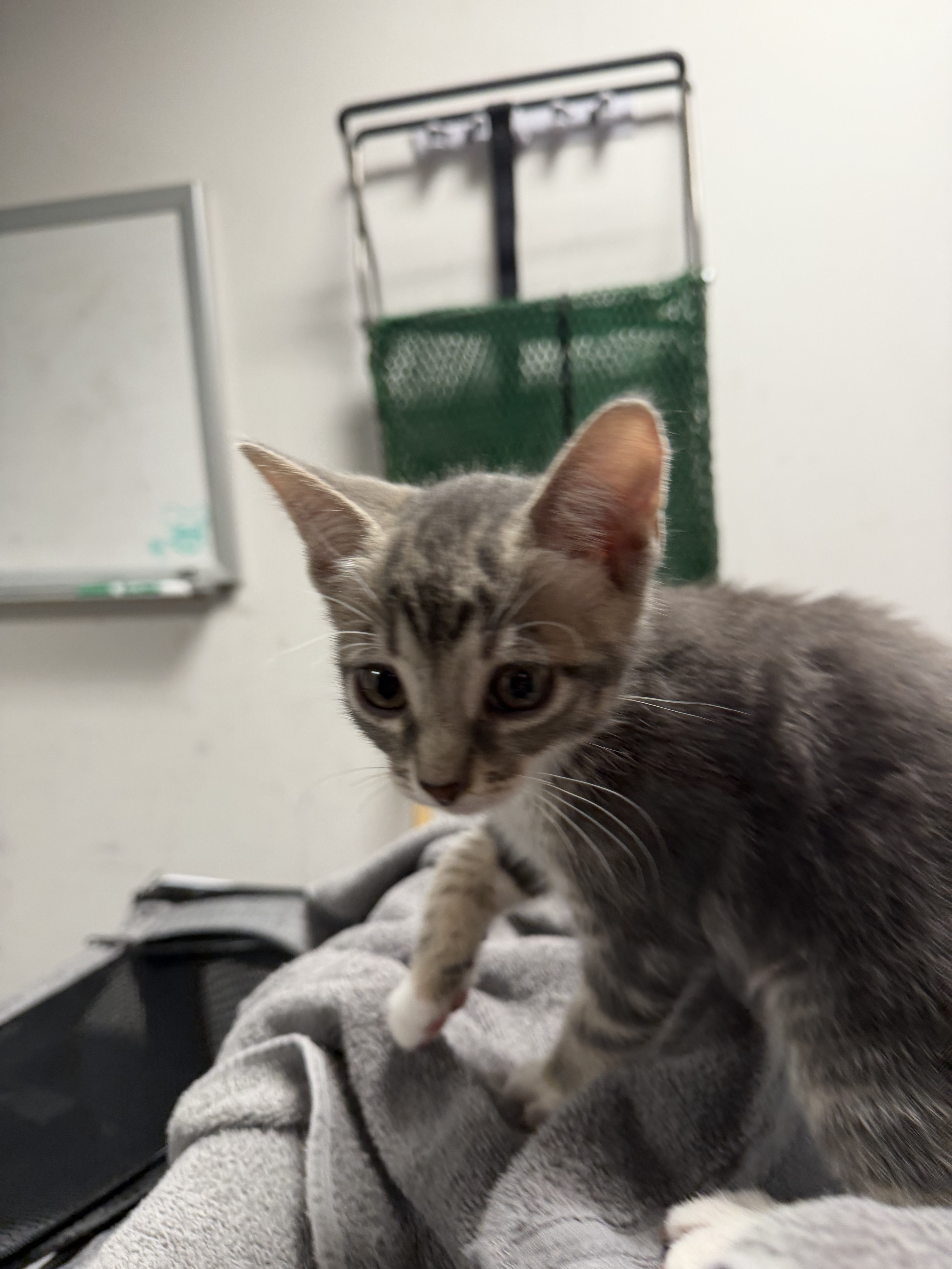 Shelter Stray Female Cat last seen , West Valley Animal Shelter, 20655 Plummer St, Chatsworth, CA 91311, USA