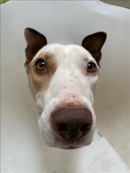 Shelter Stray Female Dog last seen , 3201 Lacy St, Los Angeles, CA 90031, USA