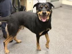 Shelter Stray Male Dog last seen , 3201 Lacy St, Los Angeles, CA 90031, USA