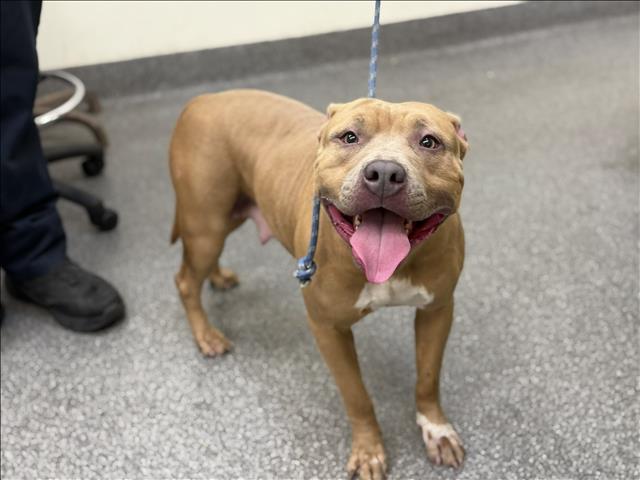 Shelter Stray Female Dog last seen , 3201 Lacy St, Los Angeles, CA 90031, USA