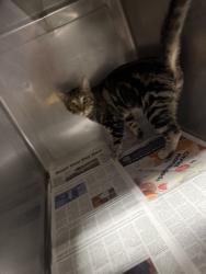 Shelter Stray Male Cat last seen , West Valley Animal Shelter, 20655 Plummer St, Chatsworth, CA 91311, USA