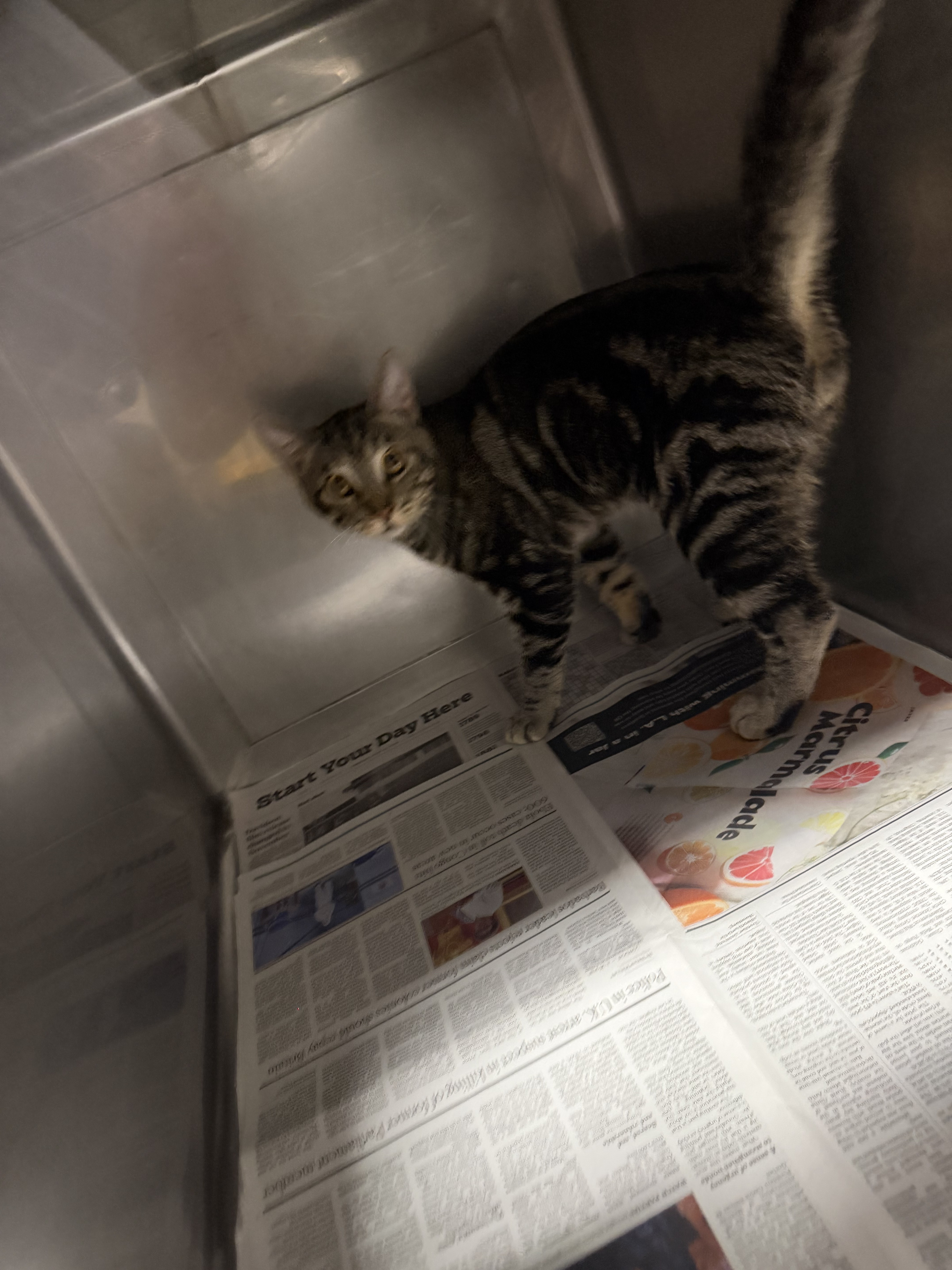Shelter Stray Male Cat last seen , West Valley Animal Shelter, 20655 Plummer St, Chatsworth, CA 91311, USA