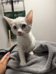 Shelter Stray Female Cat last seen , West Valley Animal Shelter, 20655 Plummer St, Chatsworth, CA 91311, USA