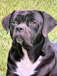 Shelter Stray Male Dog last seen Near, 5001 E Raymond St, Indianapolis, IN 46203, USA