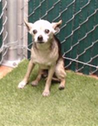 Shelter Stray Male Dog last seen , 11258 Garfield Ave, Downey, CA 90242, USA