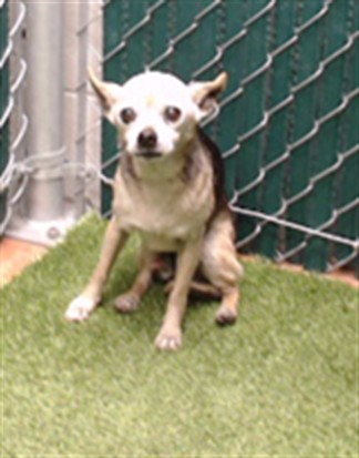 Shelter Stray Male Dog last seen , 11258 Garfield Ave, Downey, CA 90242, USA