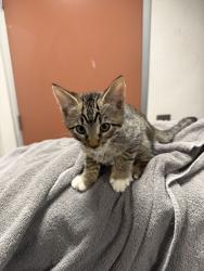 Shelter Stray Male Cat last seen , West Valley Animal Shelter, 20655 Plummer St, Chatsworth, CA 91311, USA