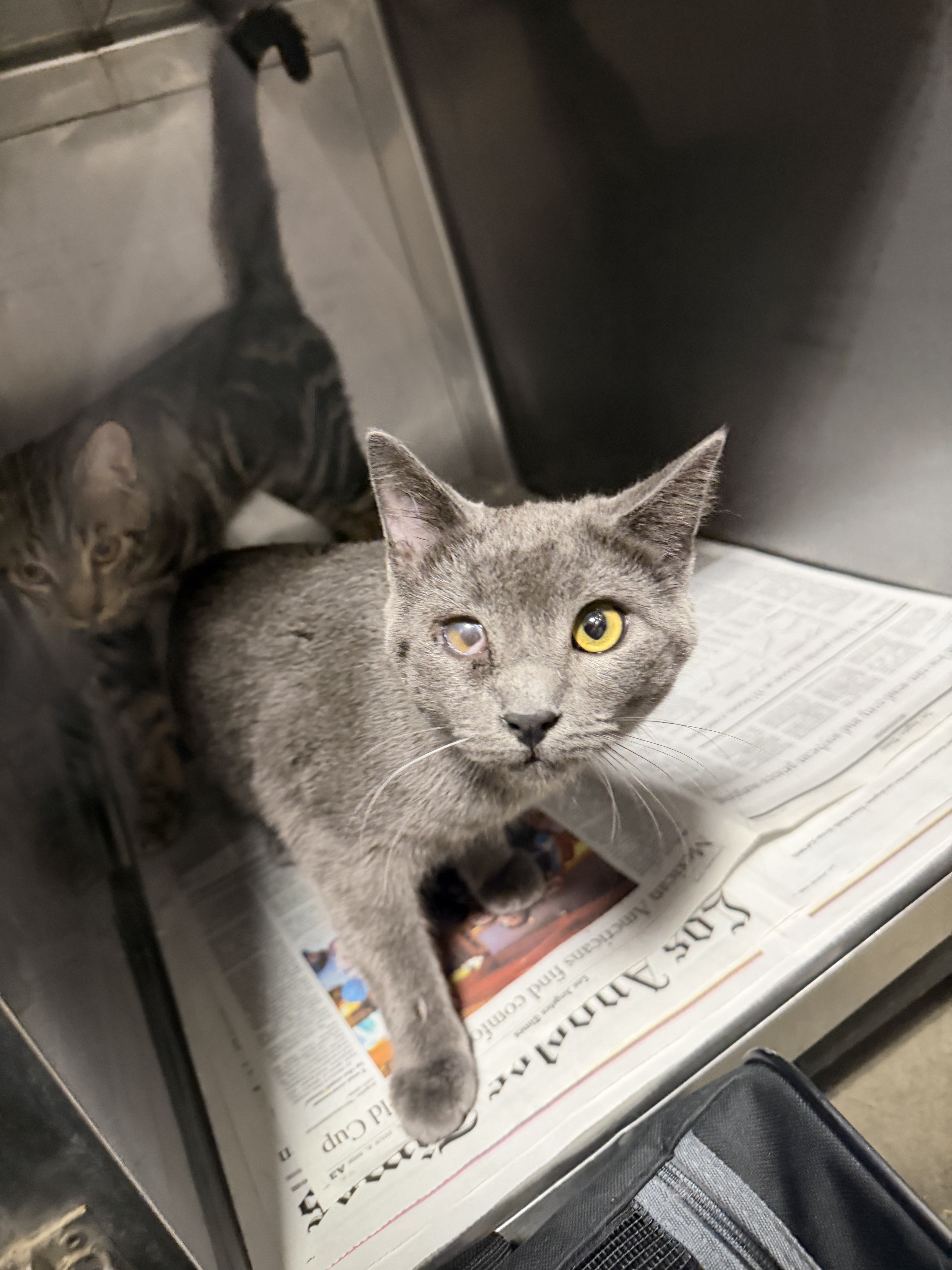 Shelter Stray Male Cat last seen , West Valley Animal Shelter, 20655 Plummer St, Chatsworth, CA 91311, USA