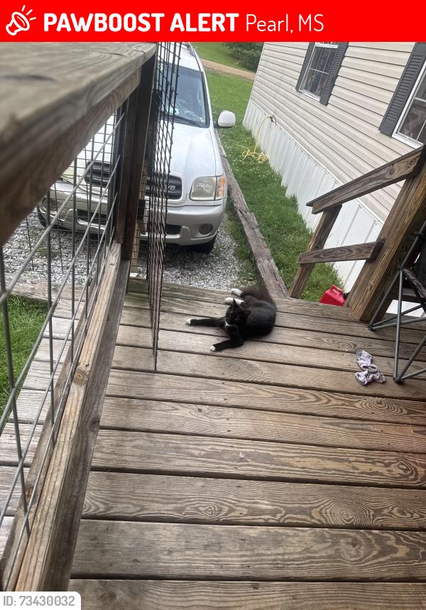 Lost Female Cat last seen Vandevender St, and Leo Paul St., Pearl, MS 39208