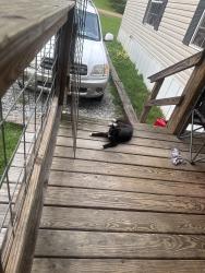 Lost Female Cat last seen Vandevender St, and Leo Paul St., Pearl, MS 39208