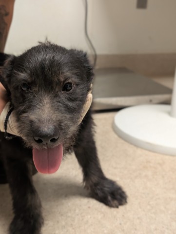Shelter Stray Male Dog last seen N BROWN RD, INYOKERN CA 93527, 3951 Fruitvale Ave, Bakersfield, CA 93308, USA