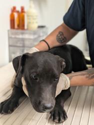 Shelter Stray Male Dog last seen N BROWN RD, INYOKERN CA 93527, 3951 Fruitvale Ave, Bakersfield, CA 93308, USA