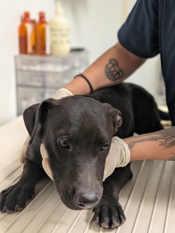Shelter Stray Male Dog last seen N BROWN RD, INYOKERN CA 93527, 3951 Fruitvale Ave, Bakersfield, CA 93308, USA