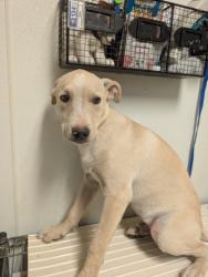 Shelter Stray Male Dog last seen N BROWN RD, INYOKERN CA 93527, 3951 Fruitvale Ave, Bakersfield, CA 93308, USA