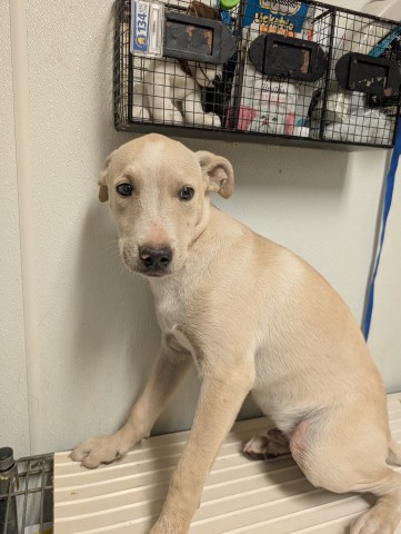 Shelter Stray Male Dog last seen N BROWN RD, INYOKERN CA 93527, 3951 Fruitvale Ave, Bakersfield, CA 93308, USA