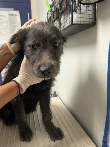 Shelter Stray Female Dog last seen N BROWN RD, INYOKERN CA 93527, 3951 Fruitvale Ave, Bakersfield, CA 93308, USA