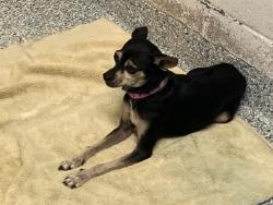 Shelter Stray Female Dog last seen Near BLK ATLANTIC AVE LONG BEACH CA 90813, 7700 E Spring St, Long Beach, CA 90815, USA