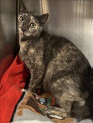 Shelter Stray Female Cat last seen , 957 N Gaffey St, San Pedro, CA 90731, USA