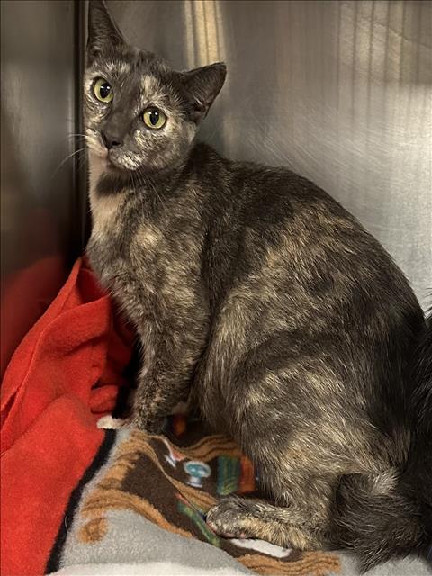 Shelter Stray Female Cat last seen , 957 N Gaffey St, San Pedro, CA 90731, USA