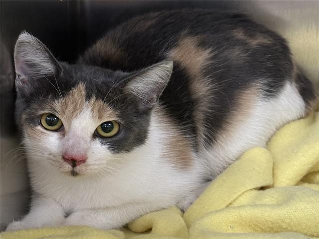 Shelter Stray Female Cat last seen , 957 N Gaffey St, San Pedro, CA 90731, USA