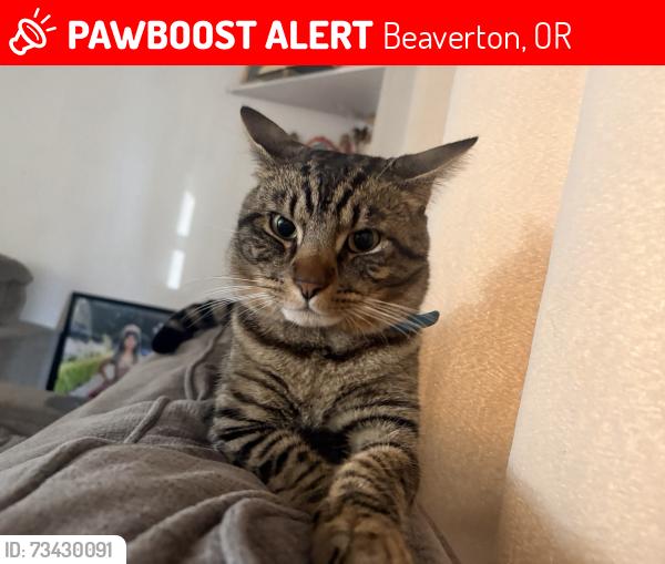 Lost Male Cat last seen Plaid pantry, Beaverton, OR 97006