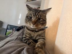 Lost Male Cat last seen Plaid pantry, Beaverton, OR 97006