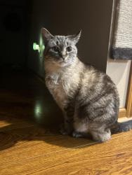 Lost Female Cat last seen NW 8th terrace, Cape Coral, FL 33993