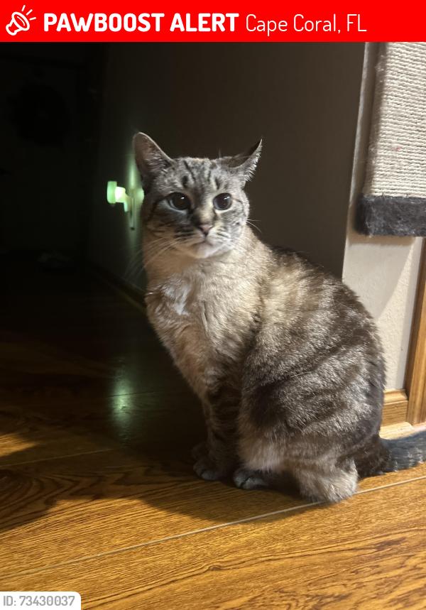 Lost Female Cat last seen NW 8th terrace, Cape Coral, FL 33993