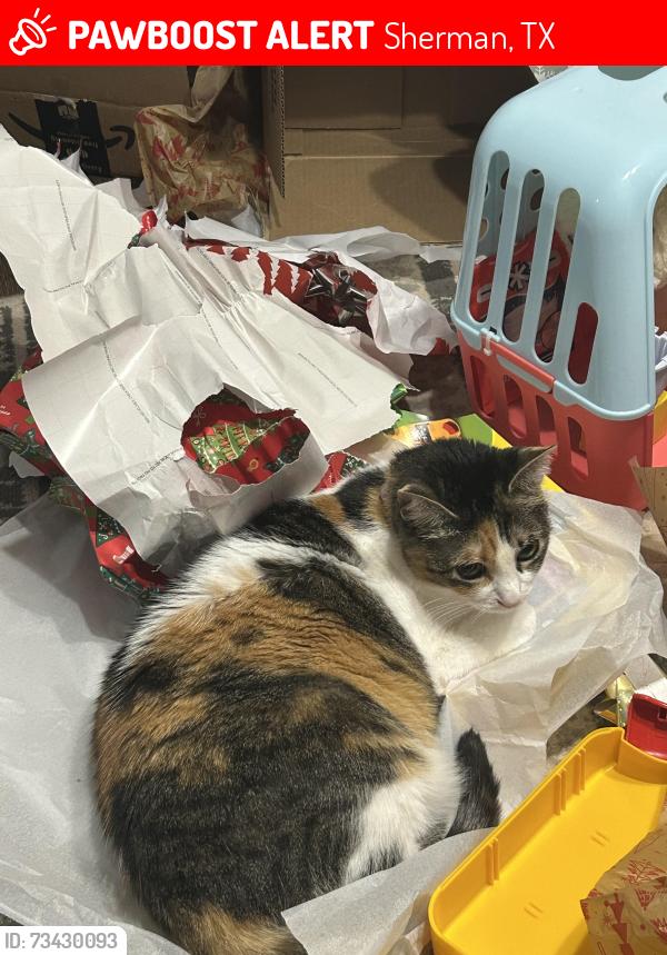 Lost Female Cat last seen Linda ln, Sherman, TX 75090