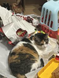 Lost Female Cat last seen Linda ln, Sherman, TX 75090