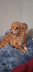 Lost Female Dog last seen 7th and Wolff, Denver, CO 80204