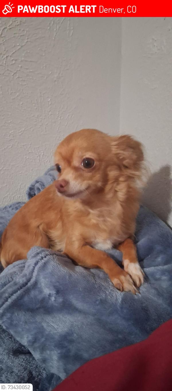 Lost Female Dog last seen 7th and Wolff, Denver, CO 80204