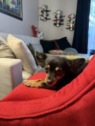 Lost Female Dog last seen Bonanza and Lamb, Las Vegas, NV 89110
