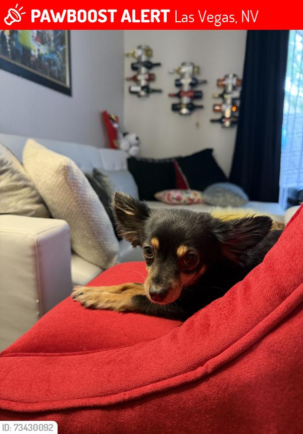 Lost Female Dog last seen Bonanza and Lamb, Las Vegas, NV 89110