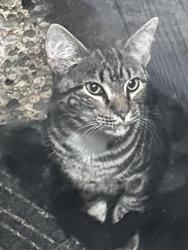 Found/Stray Unknown Cat last seen Byrd st, Woodbridge Township, NJ 08830