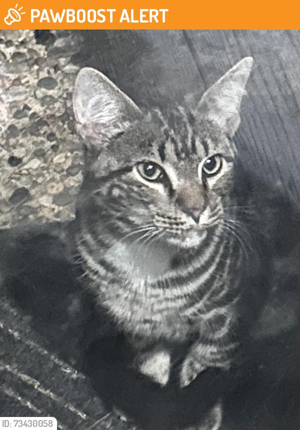 Found/Stray Unknown Cat last seen Byrd st, Woodbridge Township, NJ 08830