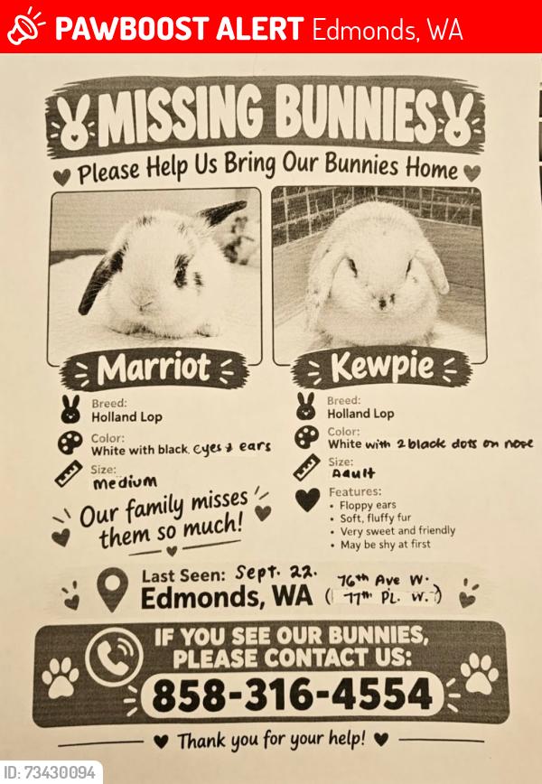 Lost Male Rabbit last seen 77th Pl W and 76th Ave W, Edmonds, WA 98026