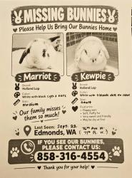 Lost Male Rabbit last seen 77th Pl W and 76th Ave W, Edmonds, WA 98026