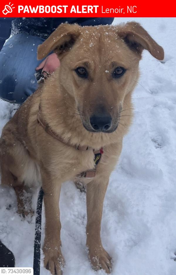 Lost Female Dog last seen Dollar general on Clark’s chapel road, Lenoir, NC 28645