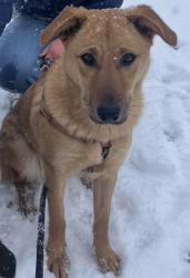 Lost Female Dog last seen Dollar general on Clark’s chapel road, Lenoir, NC 28645