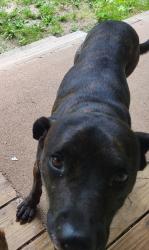 Lost Male Dog last seen Winfrey Rd and FM 946, San Jacinto County, TX 77331