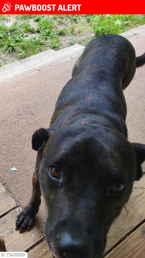 Lost Male Dog last seen Winfrey Rd and FM 946, San Jacinto County, TX 77331