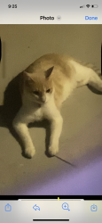 Found/Stray Unknown Cat last seen Off Carolina Forest Blvd., Myrtle Beach, SC 29579
